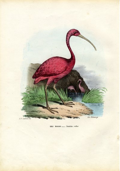 Scarlet Ibis by Raimundo Petraroja